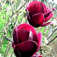 Саджанець Магнолія гібридна Genie в контейнері